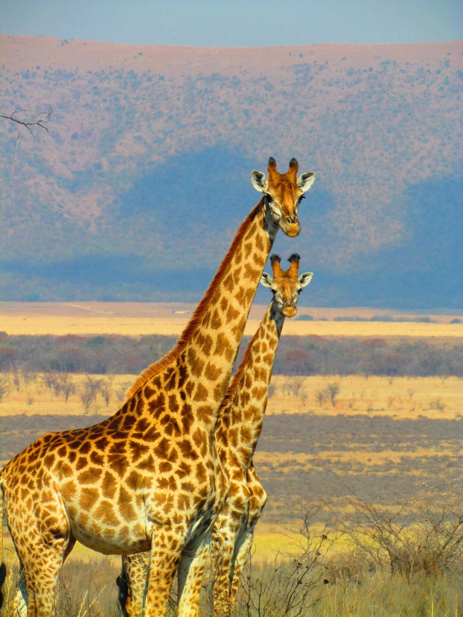 Africa - Nex World Travel